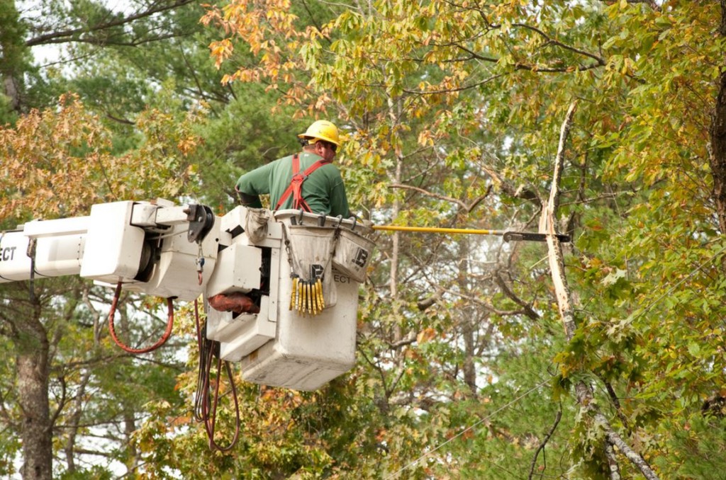 tree-removal