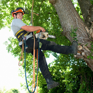 tree worker